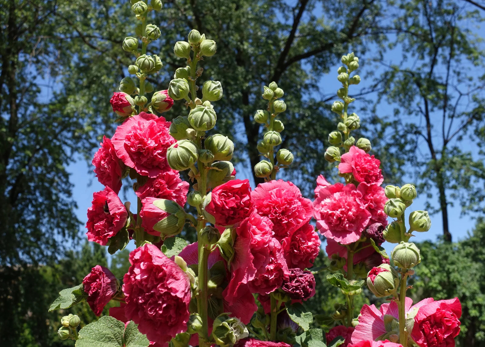 Dwarf Majorette Mix Hollyhock